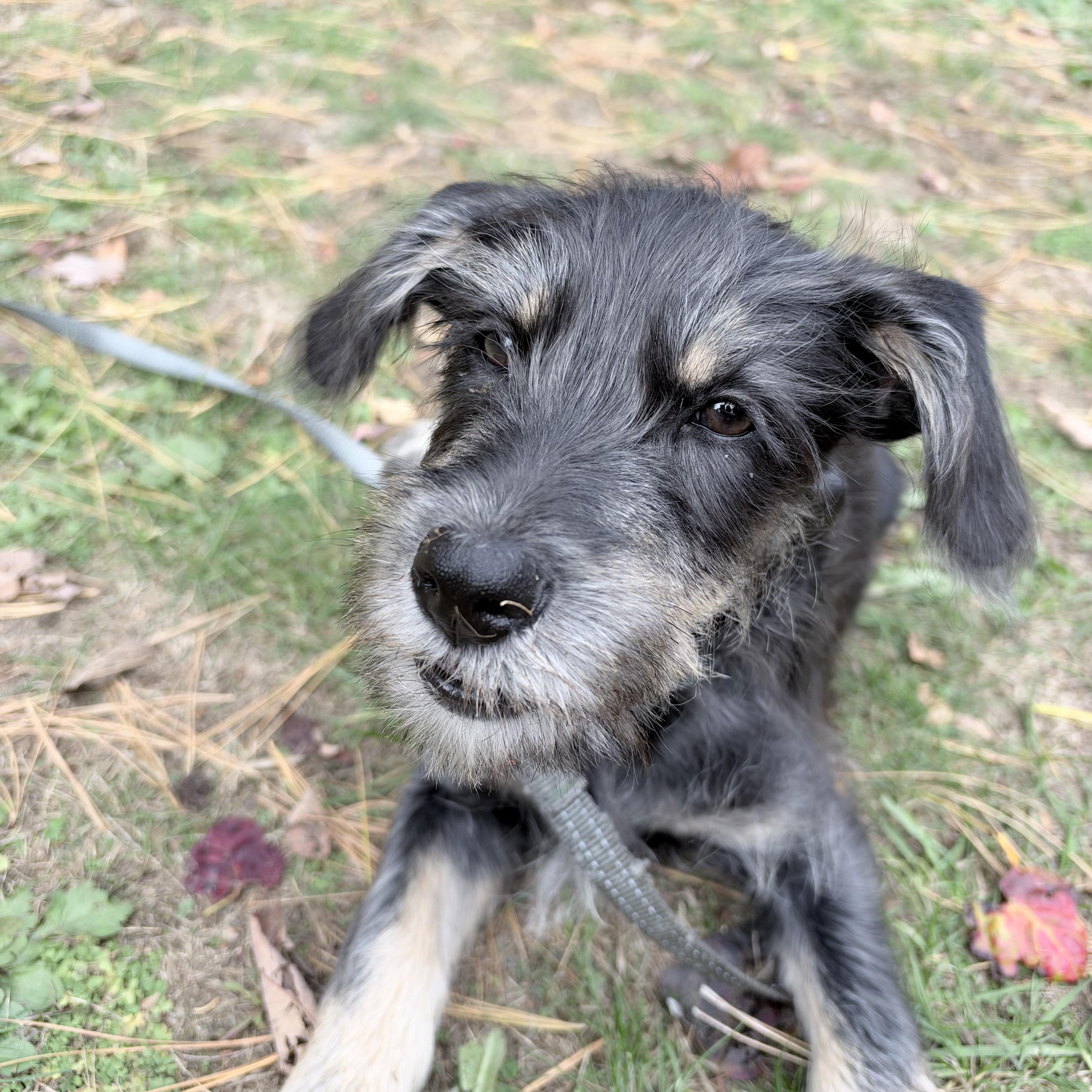 A baby medium-sized male Schnauzer dog named Jimmy awwwwwww for adoption in Lake Forest, IL