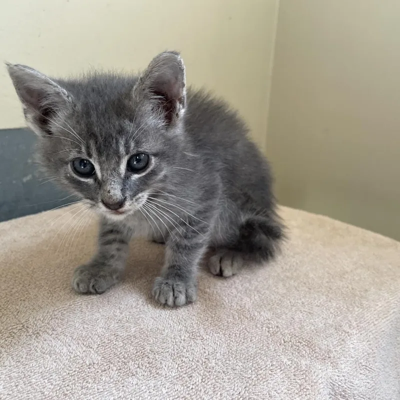 A baby small-sized male Gray / Blue / Silver Domestic Medium Hair cat named Dipsy for adoption in Pasadena, CA