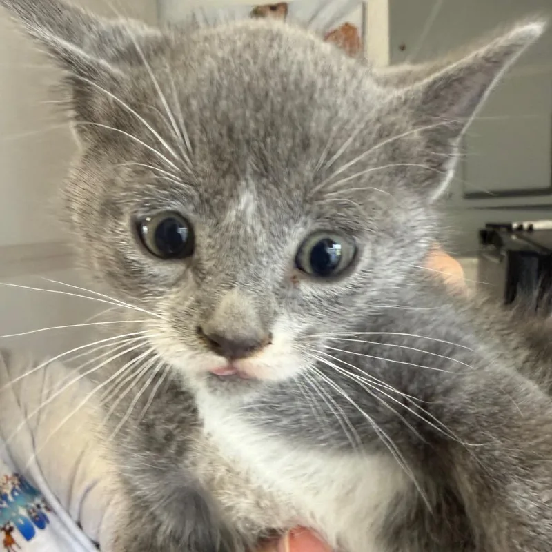 A baby small-sized male Gray / Blue / Silver Domestic Medium Hair cat named Greg for adoption in Floresville, TX
