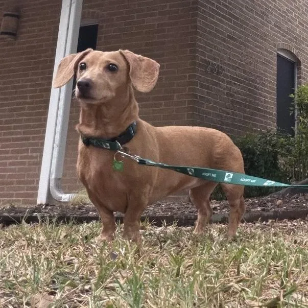 An adult small-sized female Yellow / Tan / Blond / Fawn Dachshund dog named Petra for adoption in San Antonio, TX