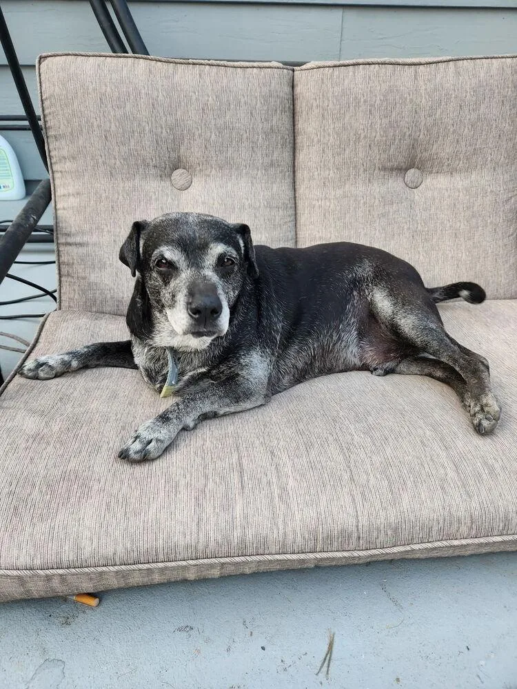 A senior large-sized male Black Mixed Breed dog named Arki for adoption in Eagle, ID