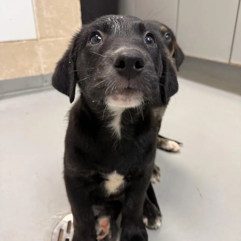 A baby small-sized male Black Labrador Retriever dog named Balogun for adoption in Troy, VA