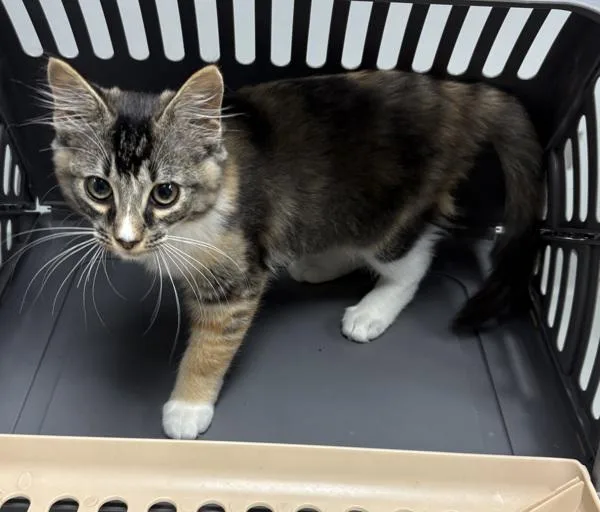 A baby small-sized female Domestic Short Hair cat named If Muppet for adoption in Lawrenceville, GA