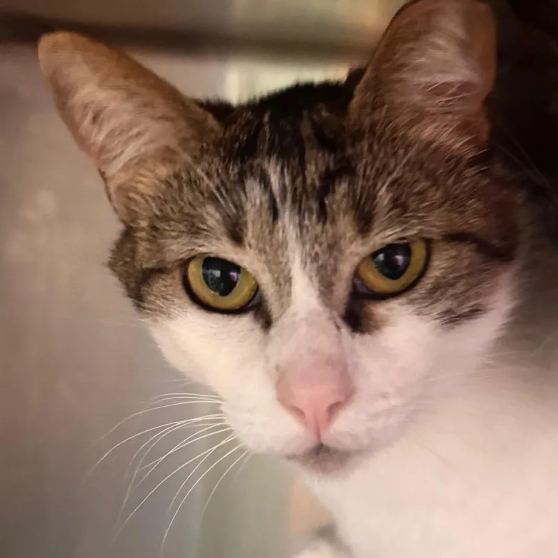 An adult large-sized female Brown / Chocolate Domestic Short Hair cat named Miny for adoption in Wheeling, IL