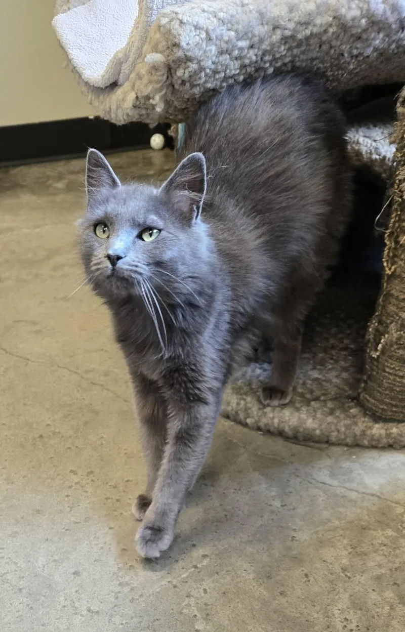 Vampirella thumbnail 2