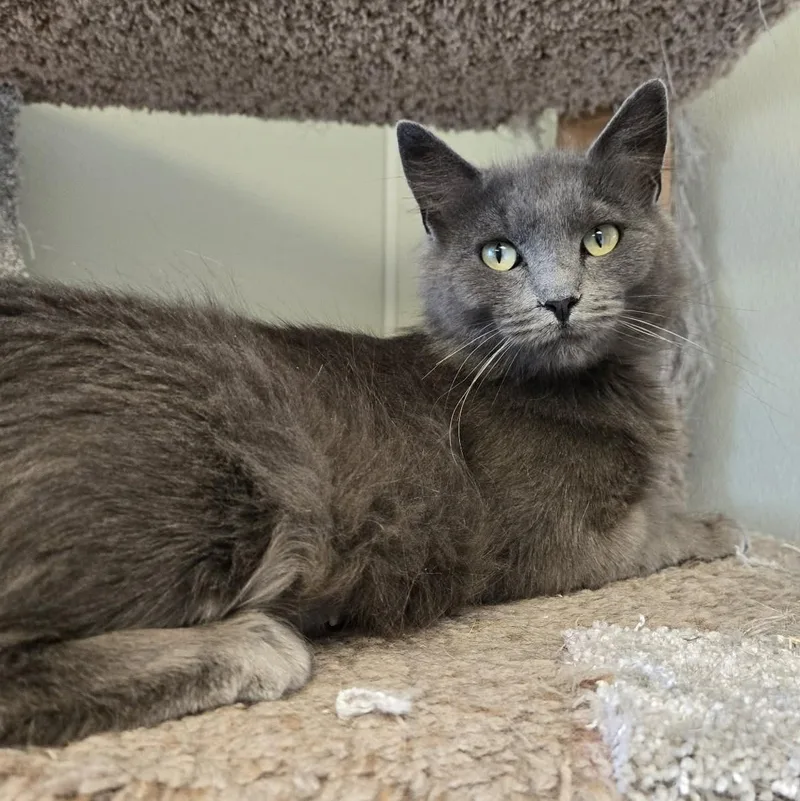 Vampirella thumbnail 3