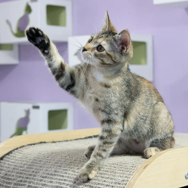 A baby small-sized female Domestic Short Hair cat named Sakura for adoption in McKean, PA