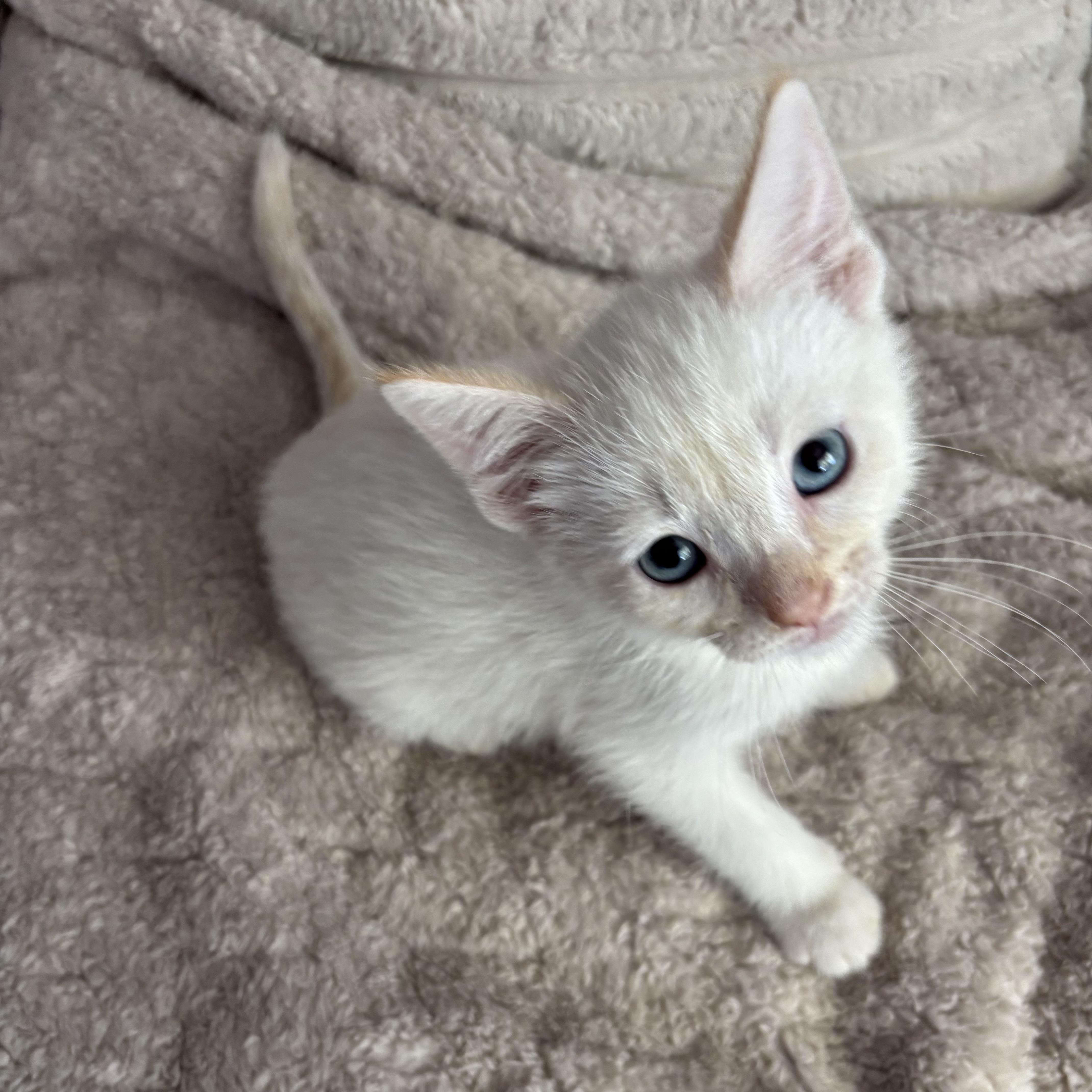 A baby medium-sized male Flame Point Domestic Short Hair cat named Biscuit for adoption in Ephrata, WA
