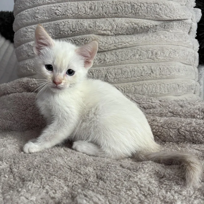 Biscuit thumbnail 2