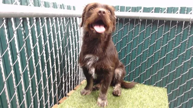 A young medium-sized male Border Terrier dog named Spike for adoption in Downey, CA