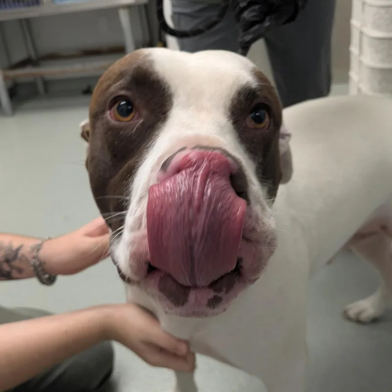 An adult large-sized male White / Cream Terrier dog named Bandit for adoption in Abilene, TX