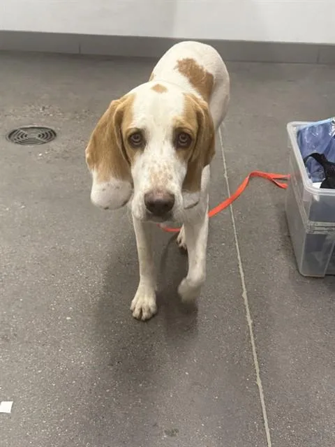 A young medium-sized male Beagle dog named Norman for adoption in Mesa, AZ
