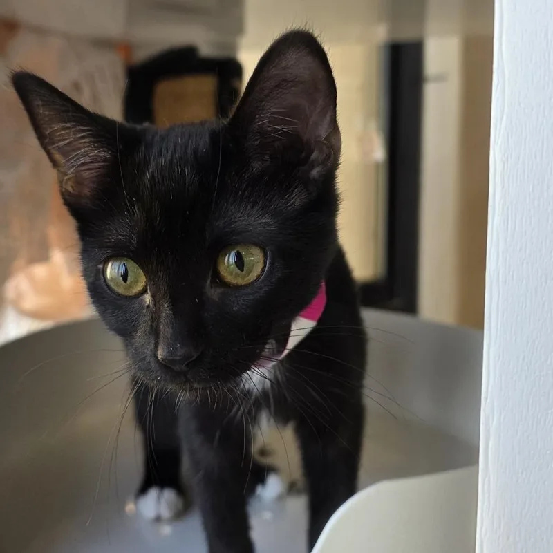 A baby small-sized female Black Domestic Short Hair cat named Zaria for adoption in Santa Barbara, CA