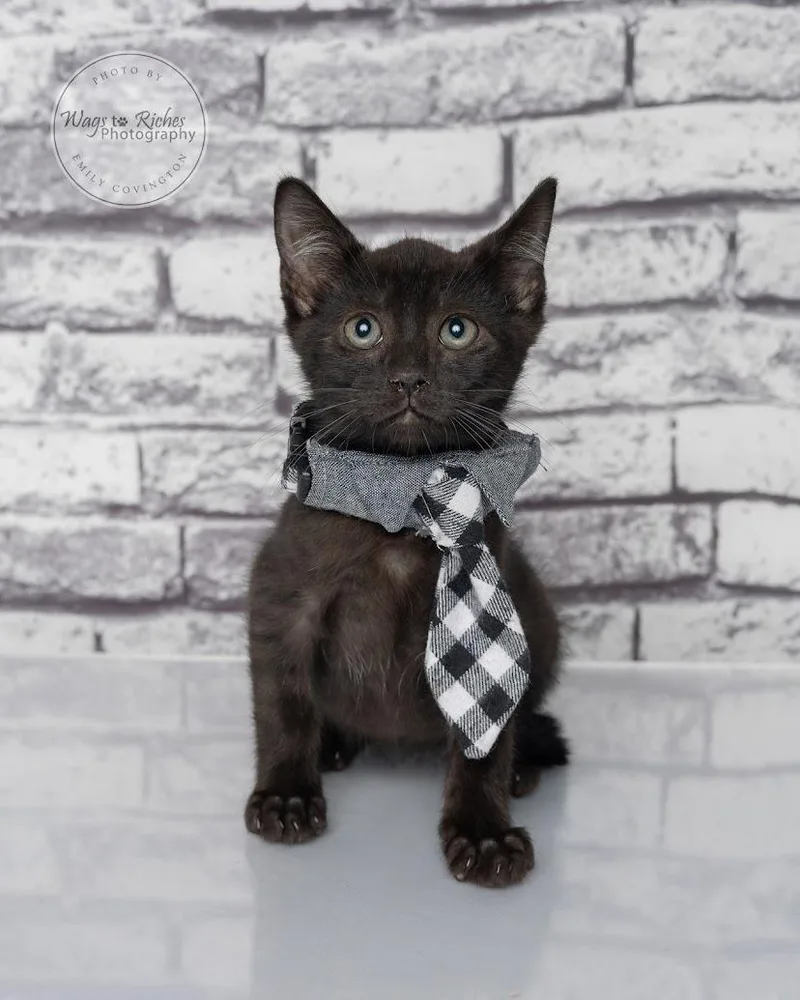 A baby medium-sized male Black Bombay cat named Sj for adoption in Tuscaloosa, AL