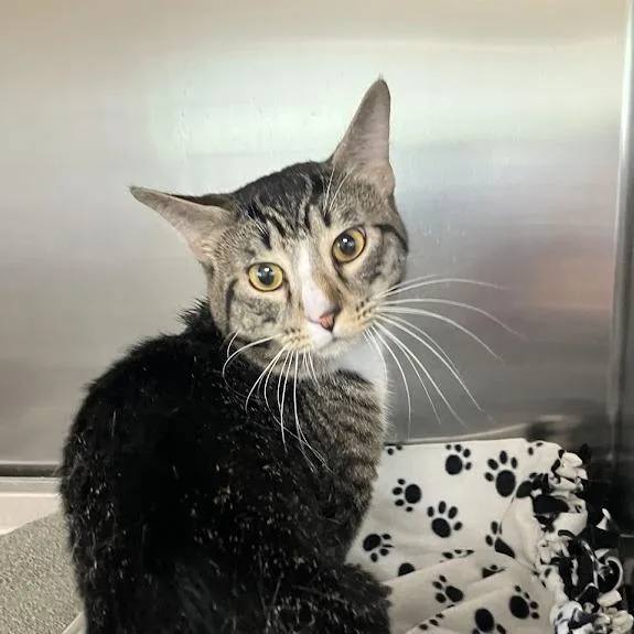 An adult medium-sized male Brown / Chocolate Domestic Short Hair cat named Tarzan for adoption in DeKalb, IL