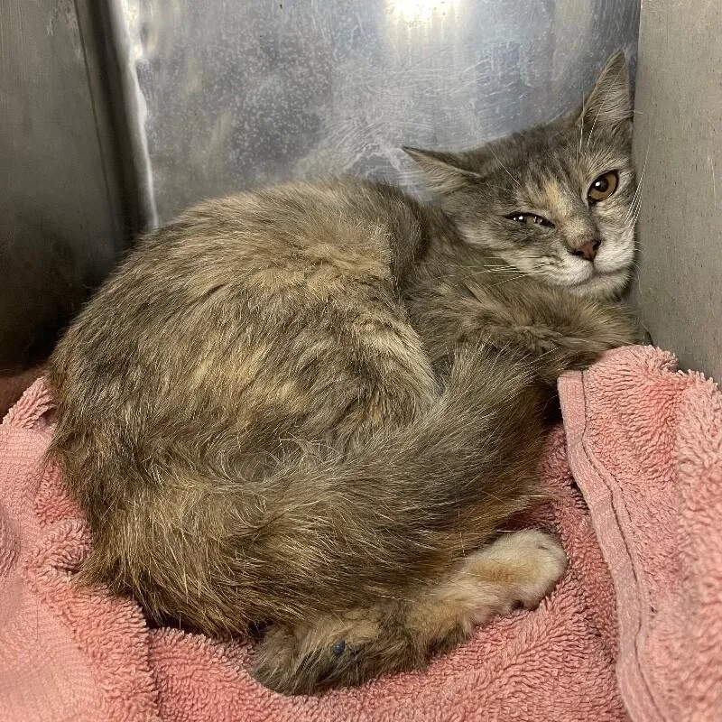 An adult medium-sized female Domestic Short Hair cat named Linda for adoption in Roanoke, VA