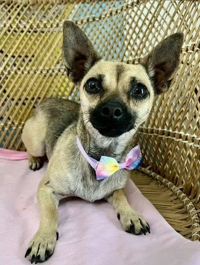 An adult small-sized female Chihuahua dog named Ginger for adoption in Seattle, WA