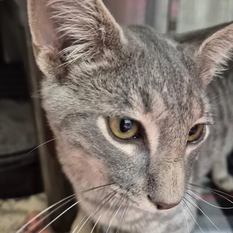 A young medium-sized male Gray / Blue / Silver Domestic Short Hair cat named Eddy for adoption in Kingman, KS