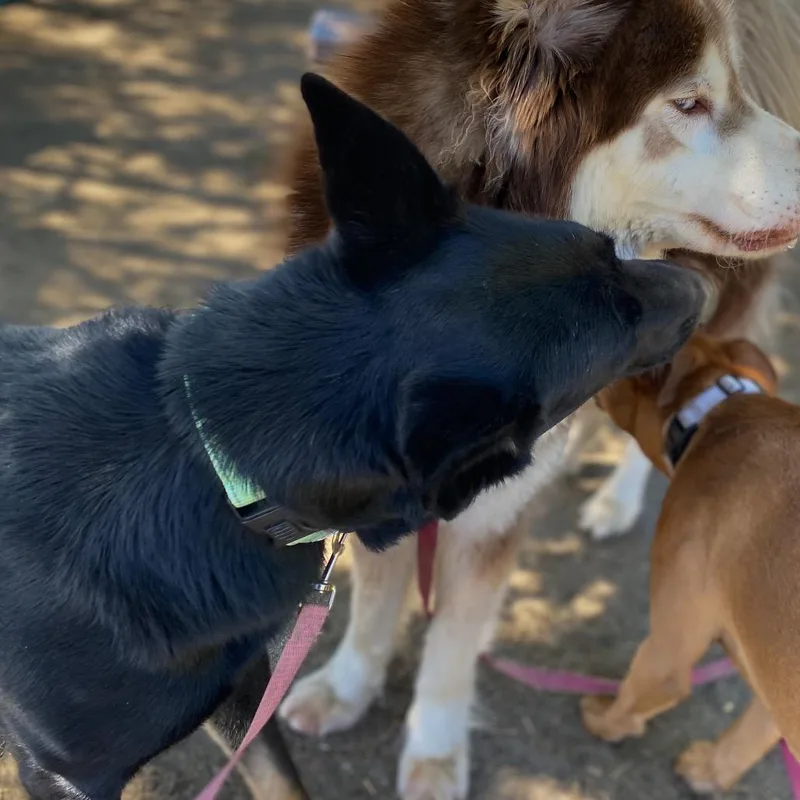 An adult large-sized female Black German Shepherd Dog dog named Nooooodle for adoption in San Jacinto, CA