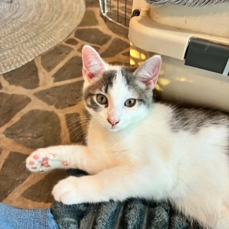 A baby medium-sized male Black Domestic Short Hair cat named Geode for adoption in Hawley, PA
