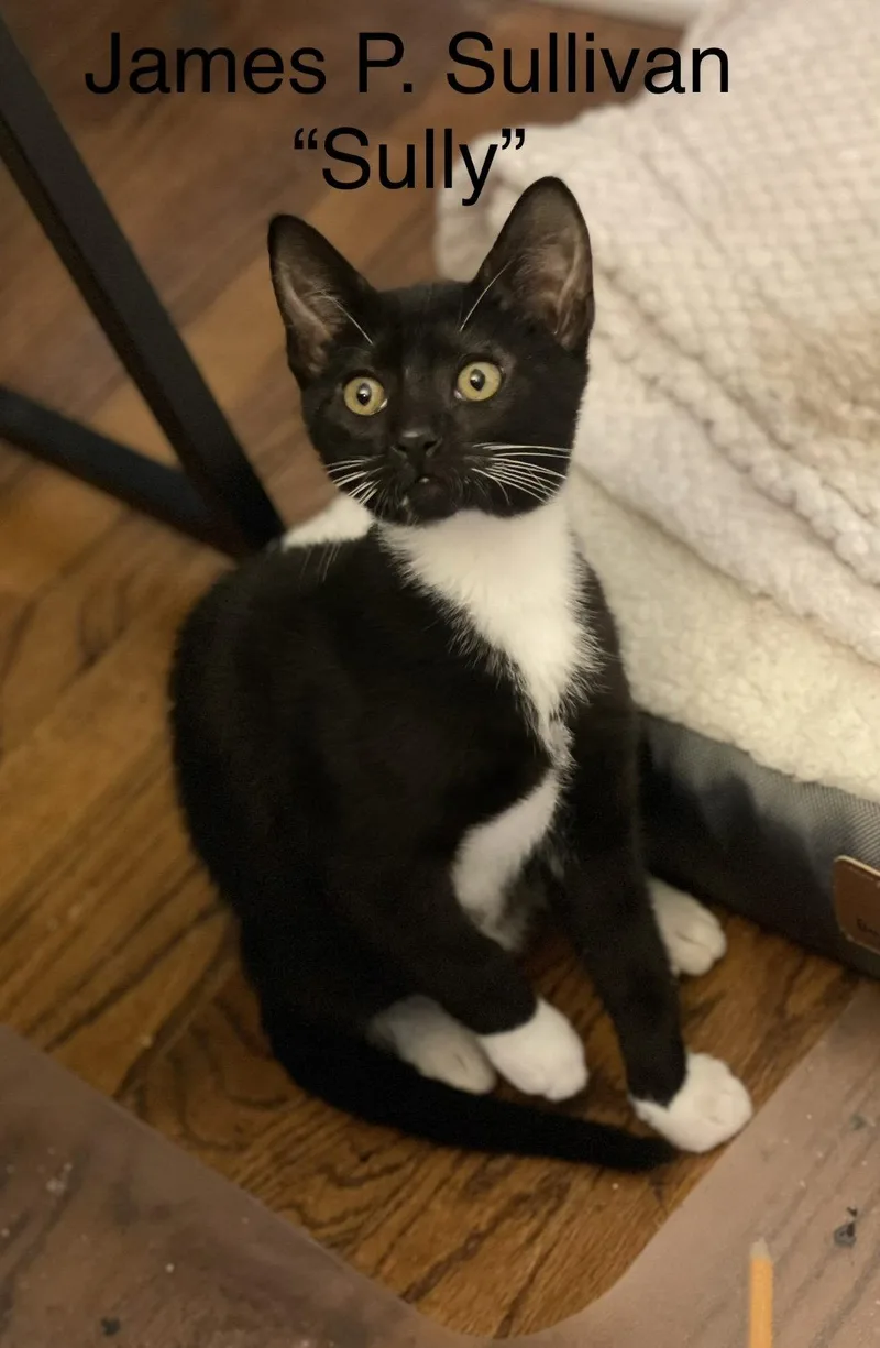 A baby small-sized male Tuxedo cat named James C Sullivan Weaver for adoption in Saunderstown, RI