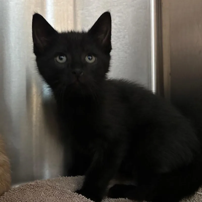 A baby small-sized male Black Domestic Short Hair cat named Gouda for adoption in Washington Township, OH