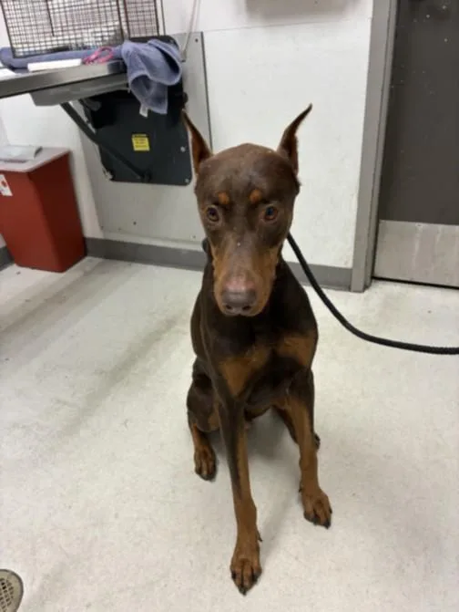 An adult extra large-sized male Doberman Pinscher dog named Shadow for adoption in Los Angeles, CA