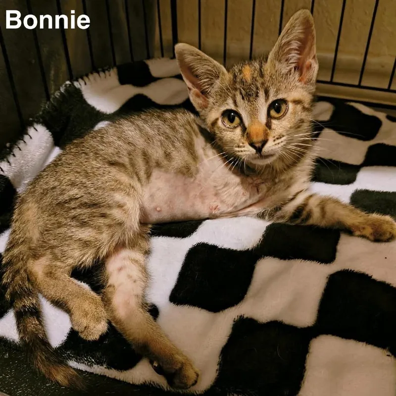 A baby small-sized female Brown / Chocolate Domestic Short Hair cat named Bonnie for adoption in Austin, TX