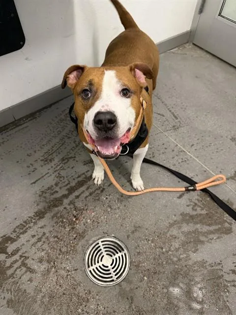 An adult large-sized male Pit Bull Terrier dog named Popeye for adoption in Mesa, AZ