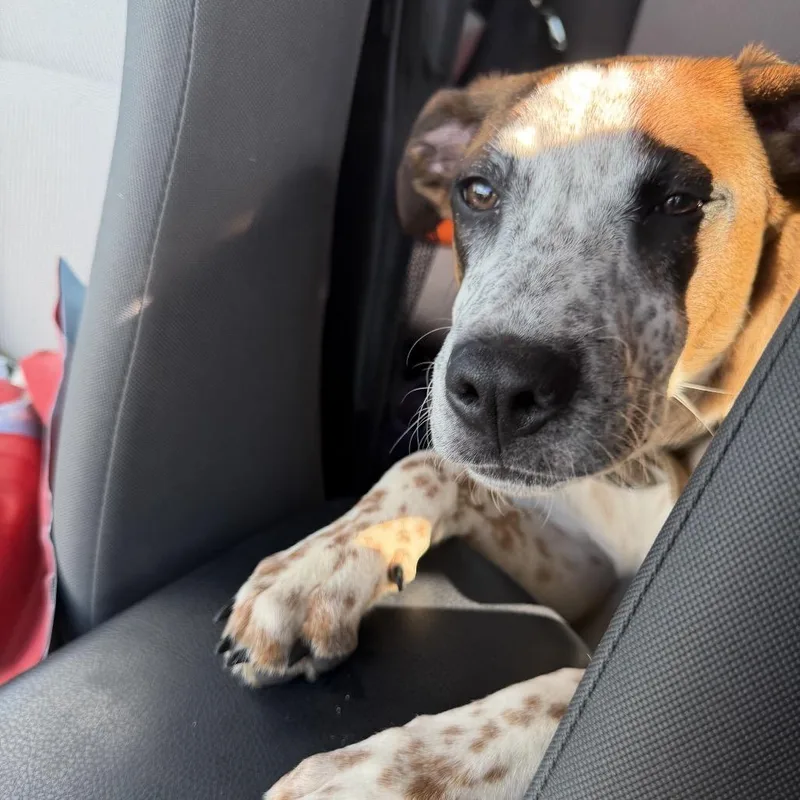 A young medium-sized female Mixed Breed dog named Mila for adoption in Auburn, NH