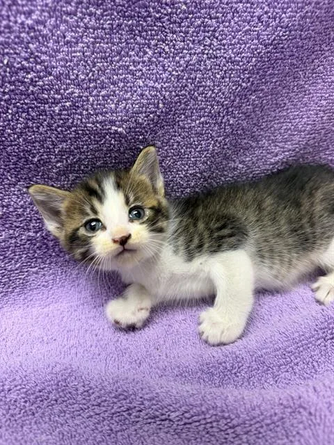 A baby small-sized male Domestic Medium Hair cat named A for adoption in Ontario, CA