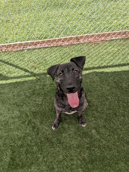 A baby small-sized female Mixed Breed dog named Journey for adoption in Louisburg, NC