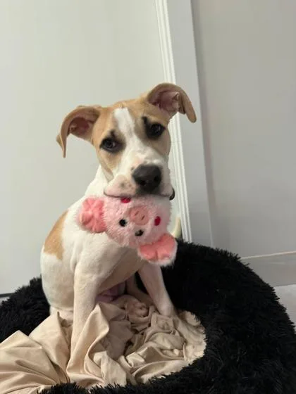 A baby small-sized female Mixed Breed dog named Aleeva for adoption in Atlanta, GA