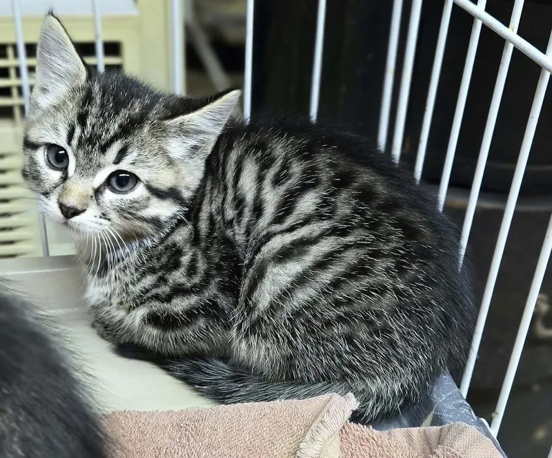 A baby small-sized male Brown / Chocolate Tabby cat named Tomas for adoption in Plymouth, MN