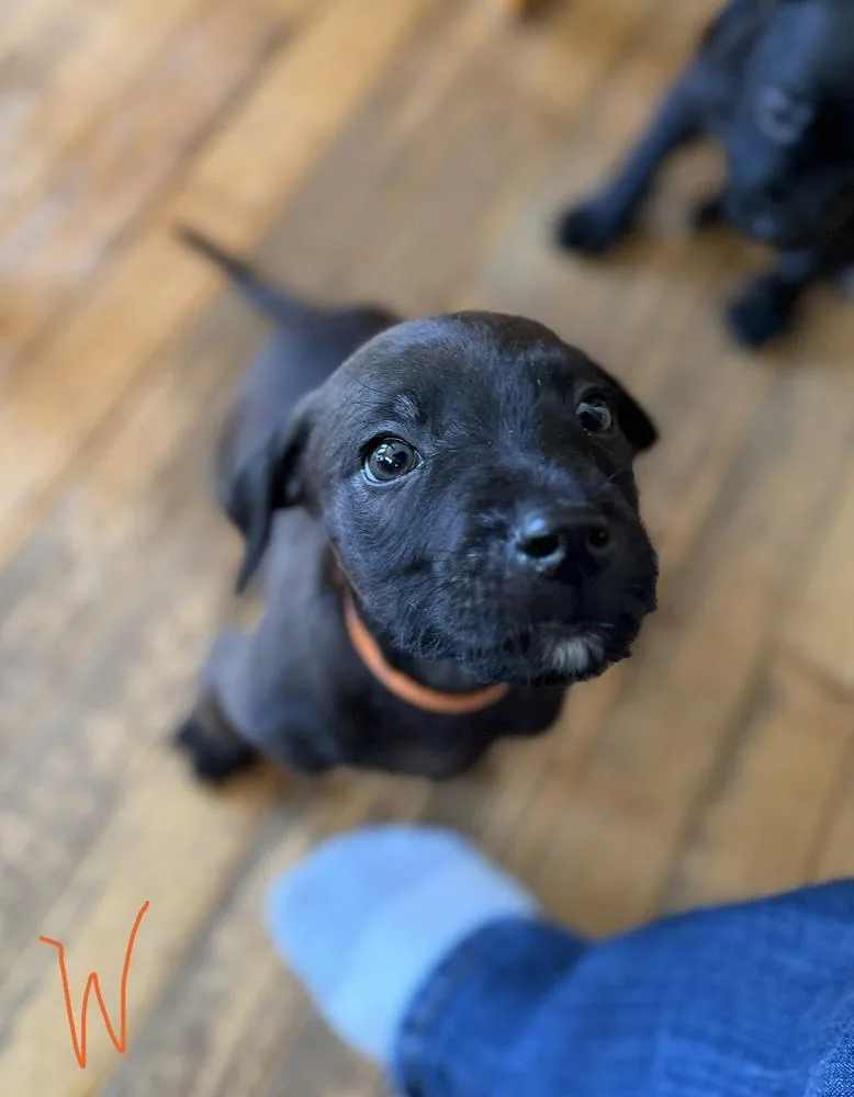A baby medium-sized male Tricolor (Brown, Black, & White) Mixed Breed dog named Wallen for adoption in Clinton Township, MI