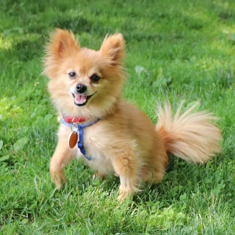 A senior medium-sized male Pomeranian dog named Bronx for adoption in Port Washington, NY