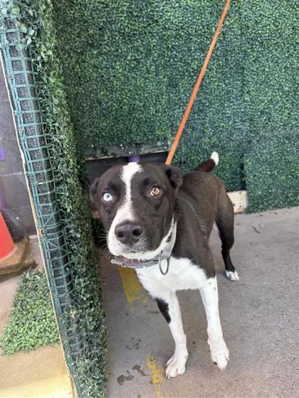 An adult medium-sized male Black Labrador Retriever dog named Ace for adoption in El Paso, TX