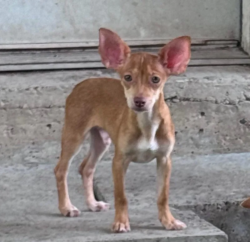 Dobby thumbnail 2