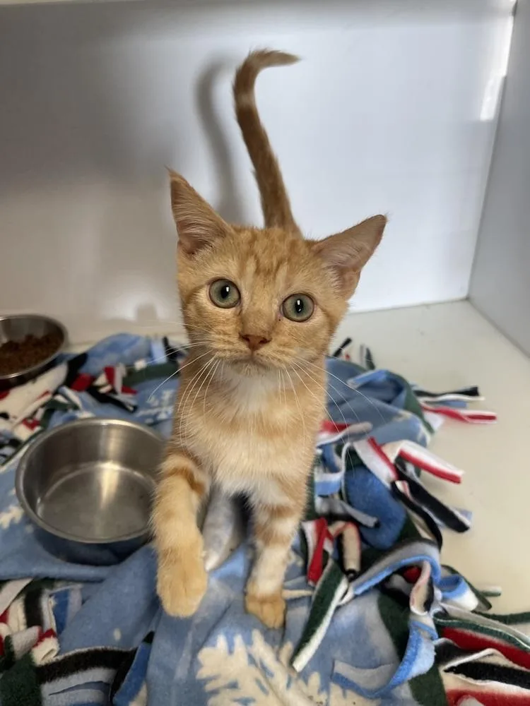 A baby medium-sized male Domestic Short Hair cat named Marmalade for adoption in Bolivar, MO
