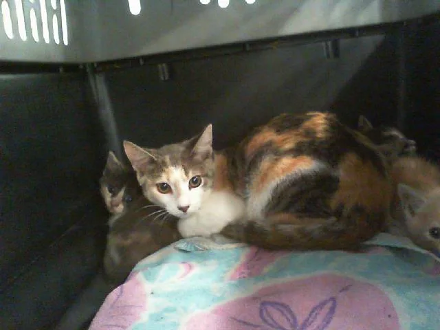 A young medium-sized female Domestic Short Hair cat named A for adoption in Charlotte, NC