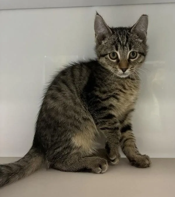 A baby small-sized male Domestic Short Hair cat named Pooh Bear for adoption in Salt Lake City, UT