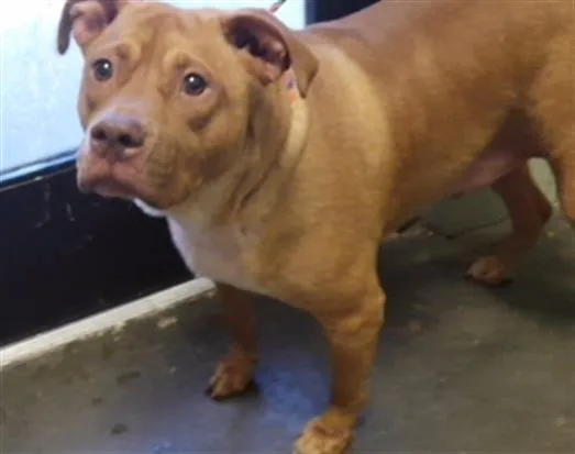 A young large-sized male Pit Bull Terrier dog named Maximo for adoption in Tulsa, OK