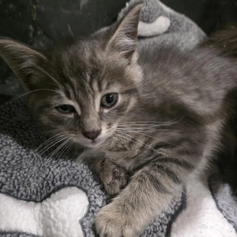 A baby medium-sized male Gray / Blue / Silver Domestic Short Hair cat named Seamus for adoption in Moriches, NY