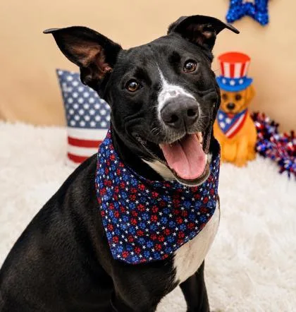 A young medium-sized female Black Mixed Breed dog named Paprika for adoption in Hamilton, OH