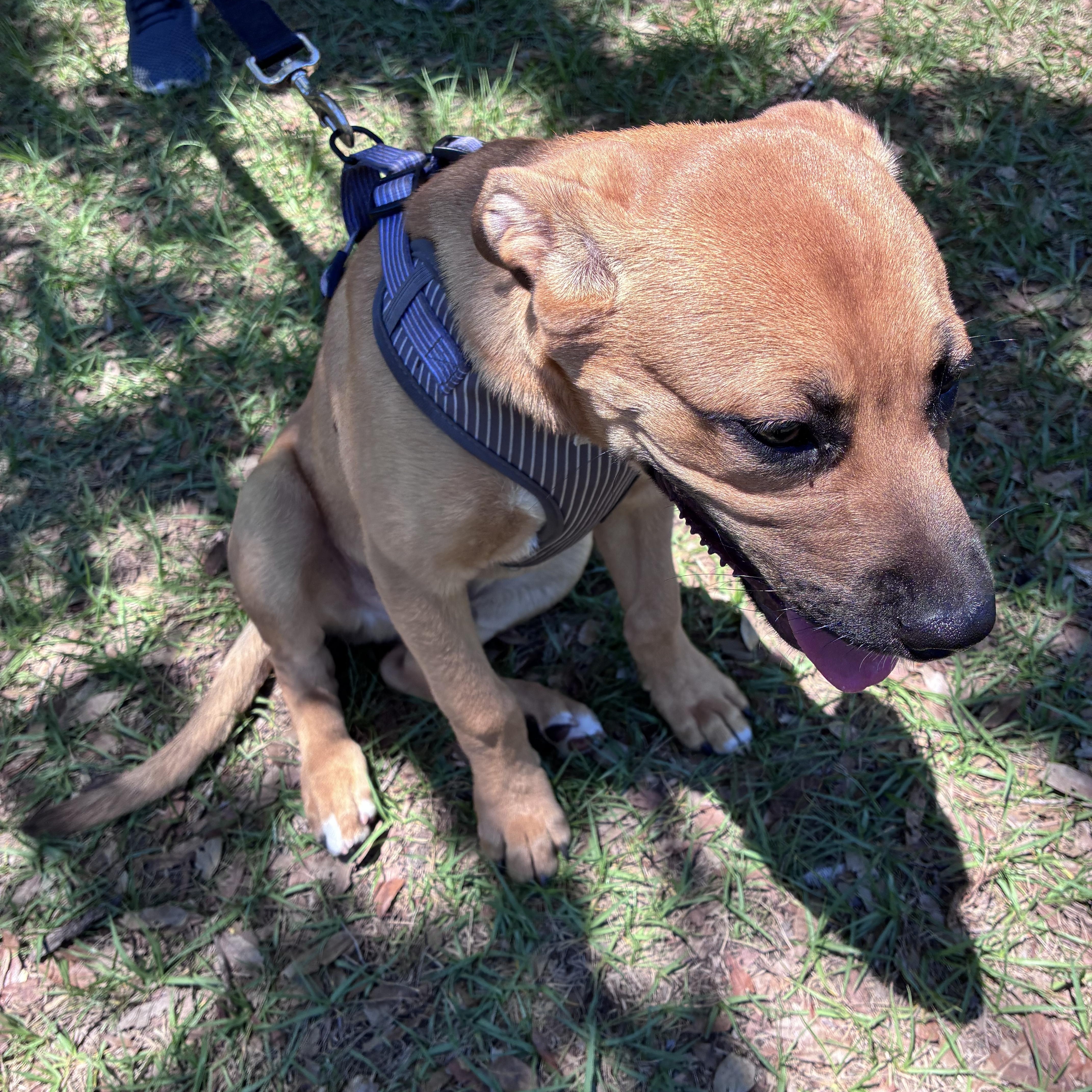 A baby medium-sized male Brown / Chocolate Mixed Breed dog named Arthur for adoption in Ruskin, FL