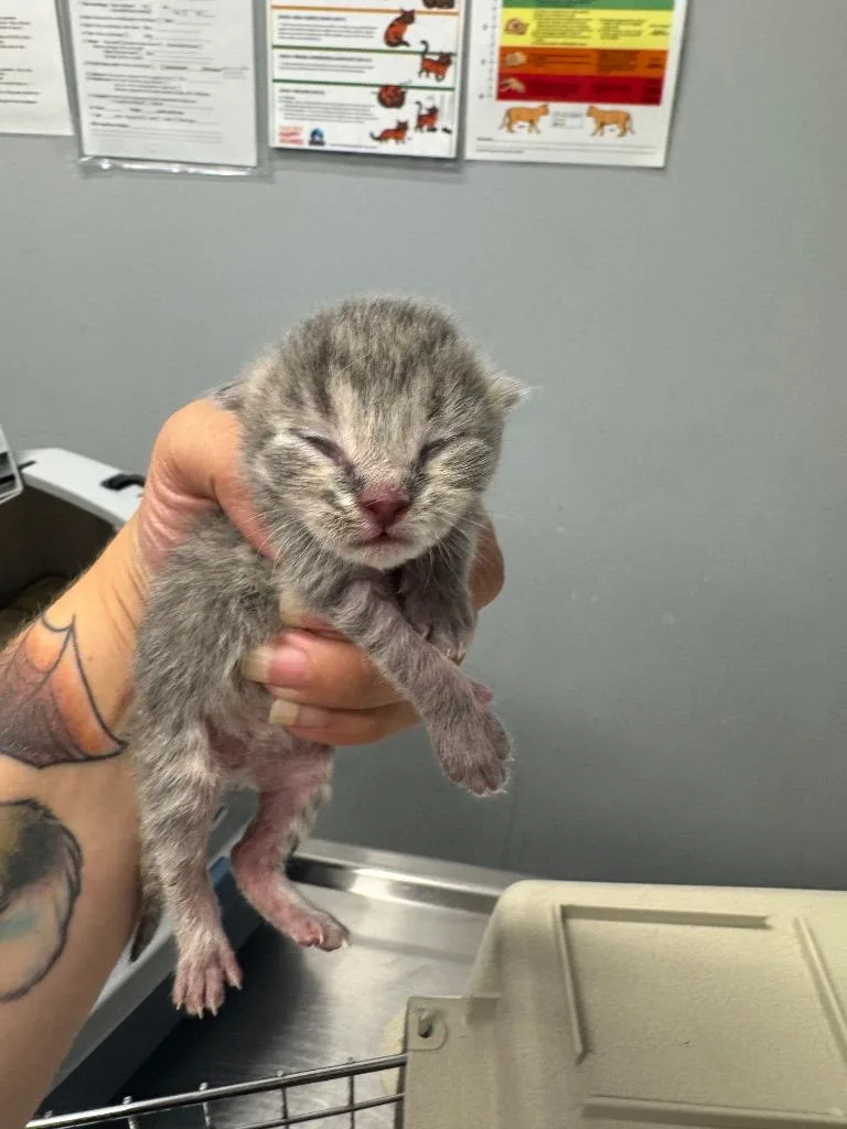 A baby medium-sized male Domestic Short Hair cat named Timid Tom for adoption in Bloomington, IN