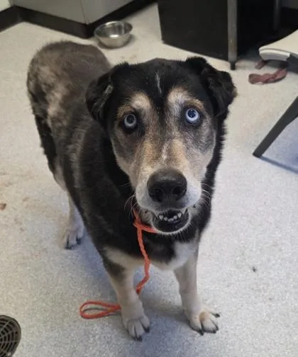 A senior large-sized male Mixed Breed dog named Kodiak for adoption in Roseburg, OR
