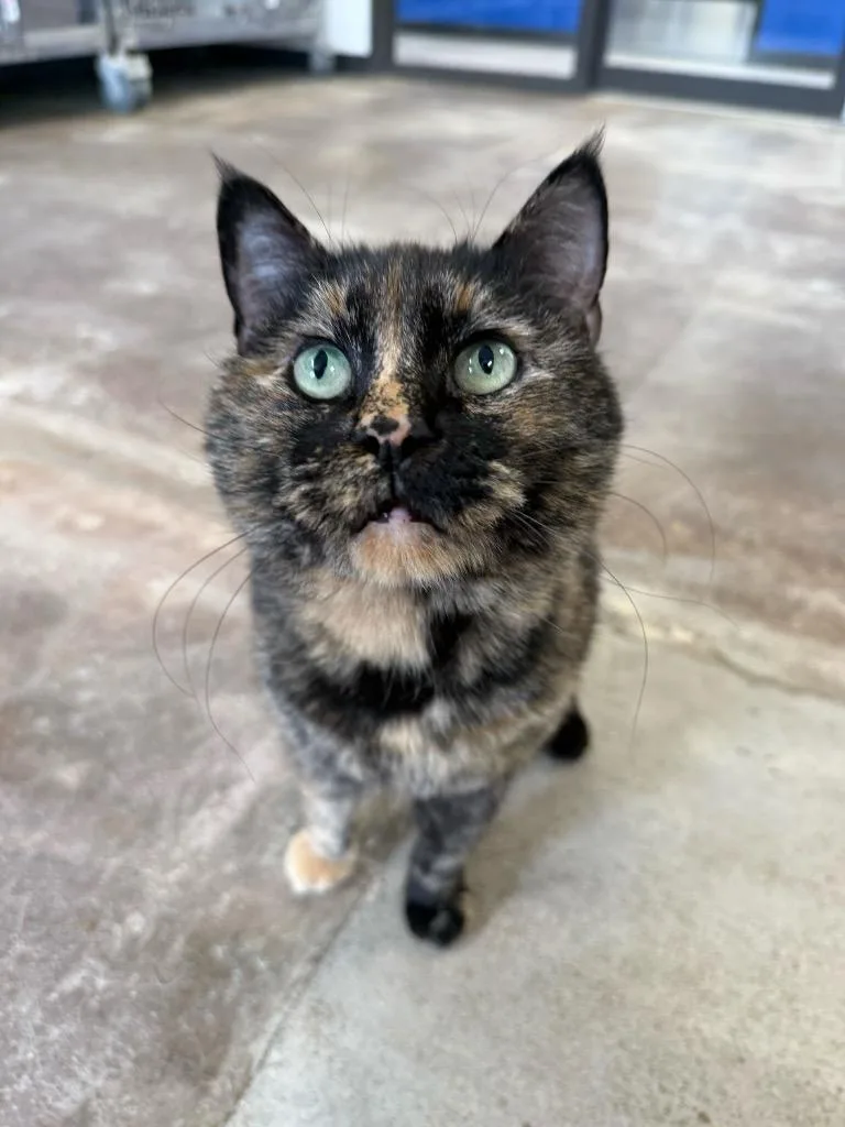 An adult medium-sized female Domestic Short Hair cat named Aphrodite for adoption in Minot, ND