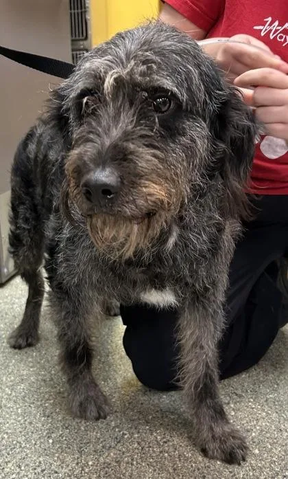 An adult large-sized female Standard Poodle dog named Bluesy for adoption in Kansas City, MO