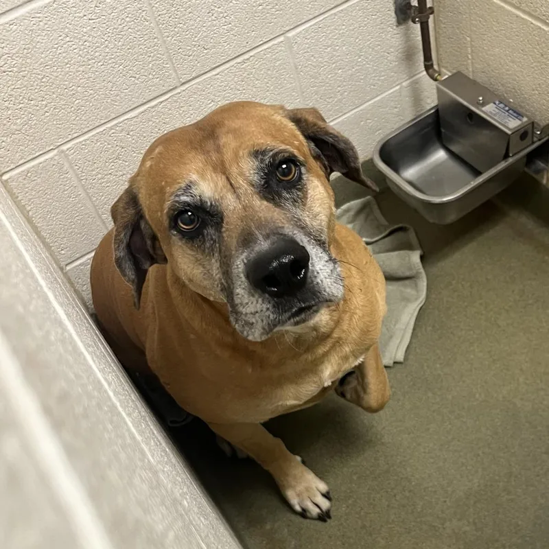 An adult large-sized male Brown / Chocolate Mastiff dog named Bruce for adoption in Harrisonburg, VA